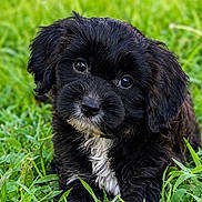 Dior joined the competition — help win amazing prizes! puppy, dog, black_and_white, fluffy, curly_fur, grass, outdoor, garden, portrait, sitting, cute, adorable, brown_eyes, wet_nose, white_chest, long_fur, pet, animal, close_up, nature