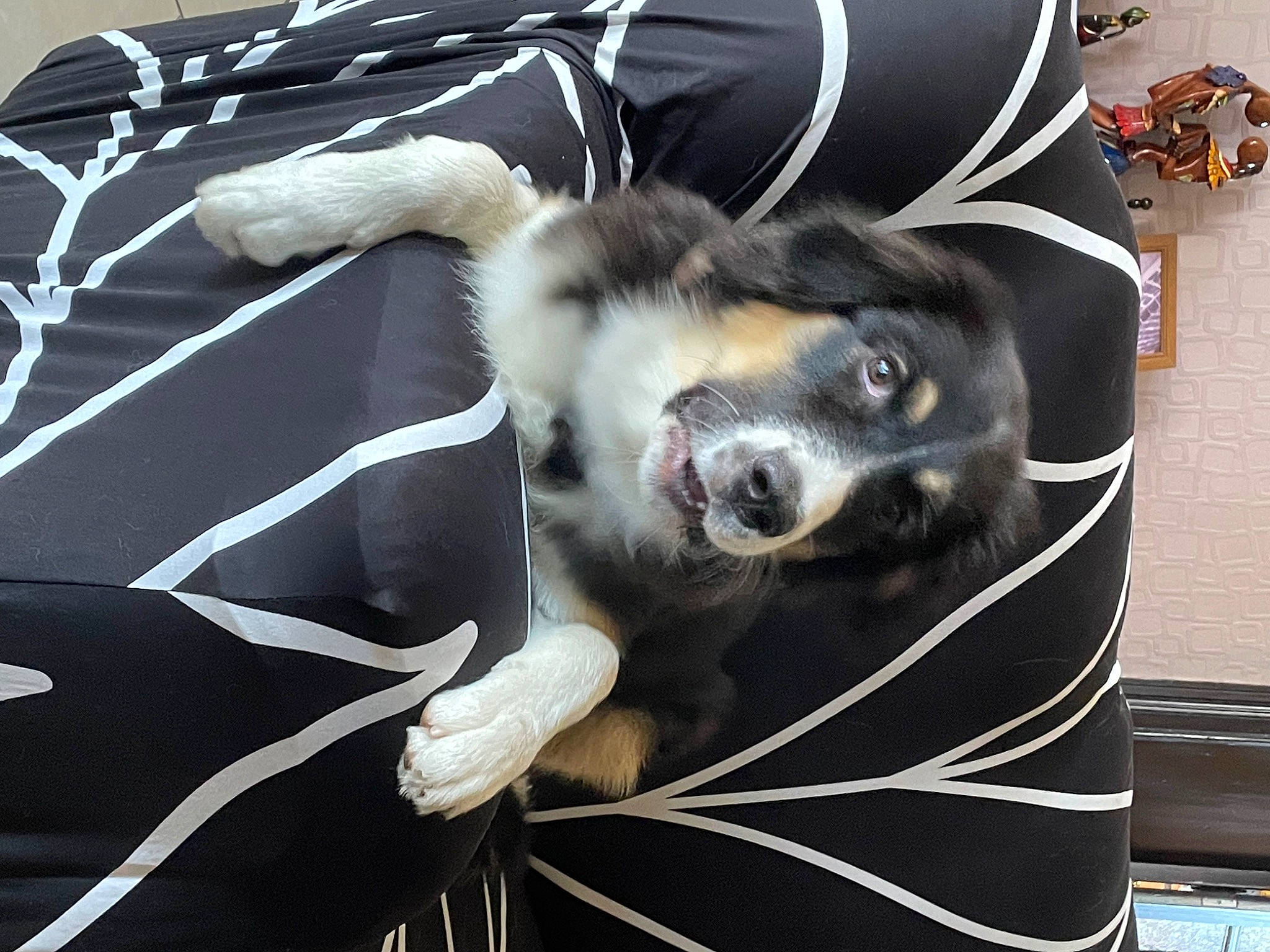 Tilou a rejoint le concours — aidez-le/la à gagner de superbes lots ! canidae, carnivore, collar, comfort, companion_dog, couch, dog, dog_breed, dog_supply, felidae, fur, linens, non_sporting_group, sporting_group, terrestrial_animal, textile, toy_dog, whiskers, working_animal, working_dog