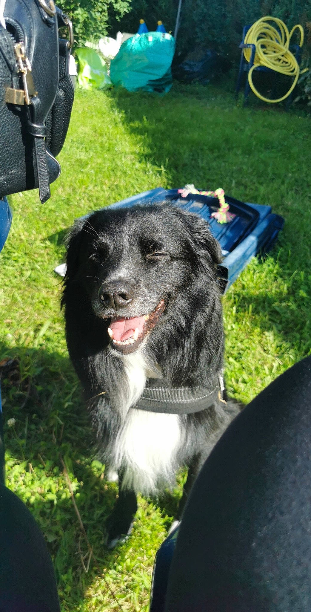 Loulou a rejoint le concours — aidez-le/la à gagner de superbes lots ! automotive_tire, bicycle, bicycle_wheel, bicycles_equipment_and_supplies, carnivore, collar, companion_dog, dog, dog_breed, dog_collar, fur, grass, gun_dog, snout, spaniel, sporting_group, tire, wheel, working_animal, working_dog