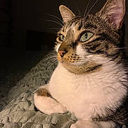 Céleste a rejoint le concours — aidez-le/la à gagner de superbes lots ! animal, bed, blanket, cat, close_up, curious, cute, domestic_animal, ear, feline, fur, indoor, mammal, paw, pet, portrait, resting, soft_lighting, tabby, whiskers