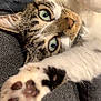 Céleste a rejoint le concours — aidez-le/la à gagner de superbes lots ! animal, cat, close_up, cute, domestic_cat, fabric, feline, fur, green_eyes, indoor, paw, paw_pads, pet, relaxed, resting, sleepy, soft, tabby, texture, whiskers