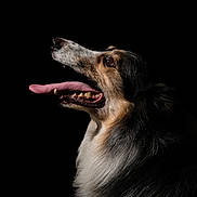 Oslo a rejoint le concours — aidez-le/la à gagner de superbes lots ! dog, animal, portrait, black_background, tongue_out, fur, happy, pet, closeup, canine, side_view, studio_lighting, long_tongue, detailed, muzzle, teeth, expression, fluffy, domestic_animal, profile