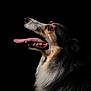 dog, animal, portrait, black_background, tongue_out, fur, happy, pet, closeup, canine, side_view, studio_lighting, long_tongue, detailed, muzzle, teeth, expression, fluffy, domestic_animal, profile