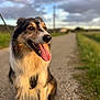 animal, canine, cloud, daylight, dog, field, fur, grass, happy, leash, muzzle, nature, outdoor, path, pet, portrait, sitting, sky, sunlight, tongue