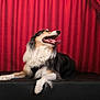 dog, tricolor, tongue_out, fur, pet, animal, lying_down, black_surface, red_curtain, background, indoor, portrait, canine, happy, alert, studio, pet_portrait, fluffy, cute, side_view
