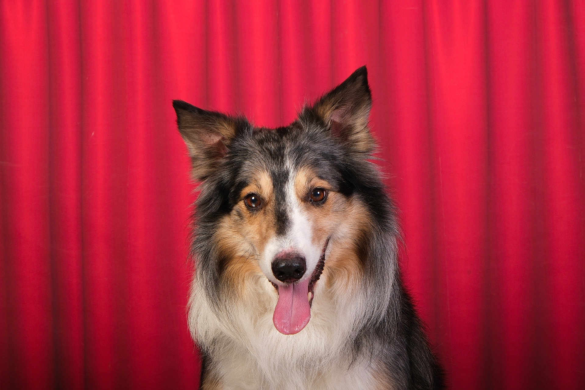 Oslo participe au concours pour gagner de l'argent avec cette photo : dog, canine, pet, portrait, fluffy, ears, tongue, happy, animal, studio, red_curtain, fur, face, looking_at_camera, indoors, muzzle, friendly, smiling, closeup, cute