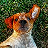 puppy, dog, grass, close_up, outdoor, cute, pet, fur, ears, animal, nature, portrait, playful, expression, young, whiskers, brown, white, nose, wide_eyes