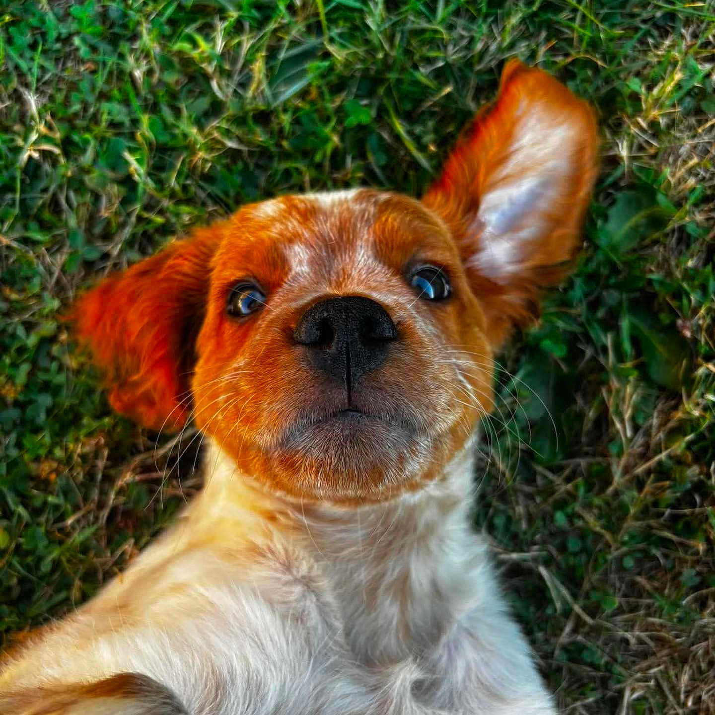 Marcel participe au concours pour gagner de l'argent avec cette photo : puppy, dog, grass, close_up, outdoor, cute, pet, fur, ears, animal, nature, portrait, playful, expression, young, whiskers, brown, white, nose, wide_eyes