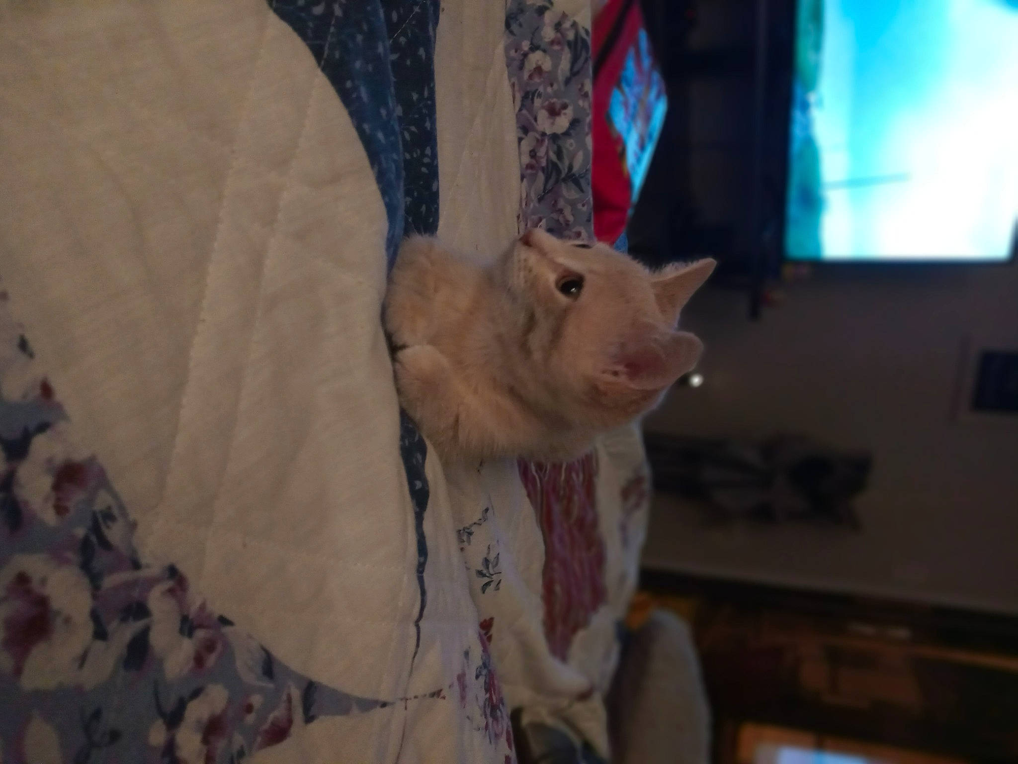 Ashley is registered to the contest to win money with this photo: blanket, canidae, carnivore, cat, comfort, domestic_short_haired_cat, fawn, felidae, fur, linens, nap, room, small_to_medium_sized_cats, snout, stuffed_toy, tail, whiskers, window, wood, wool