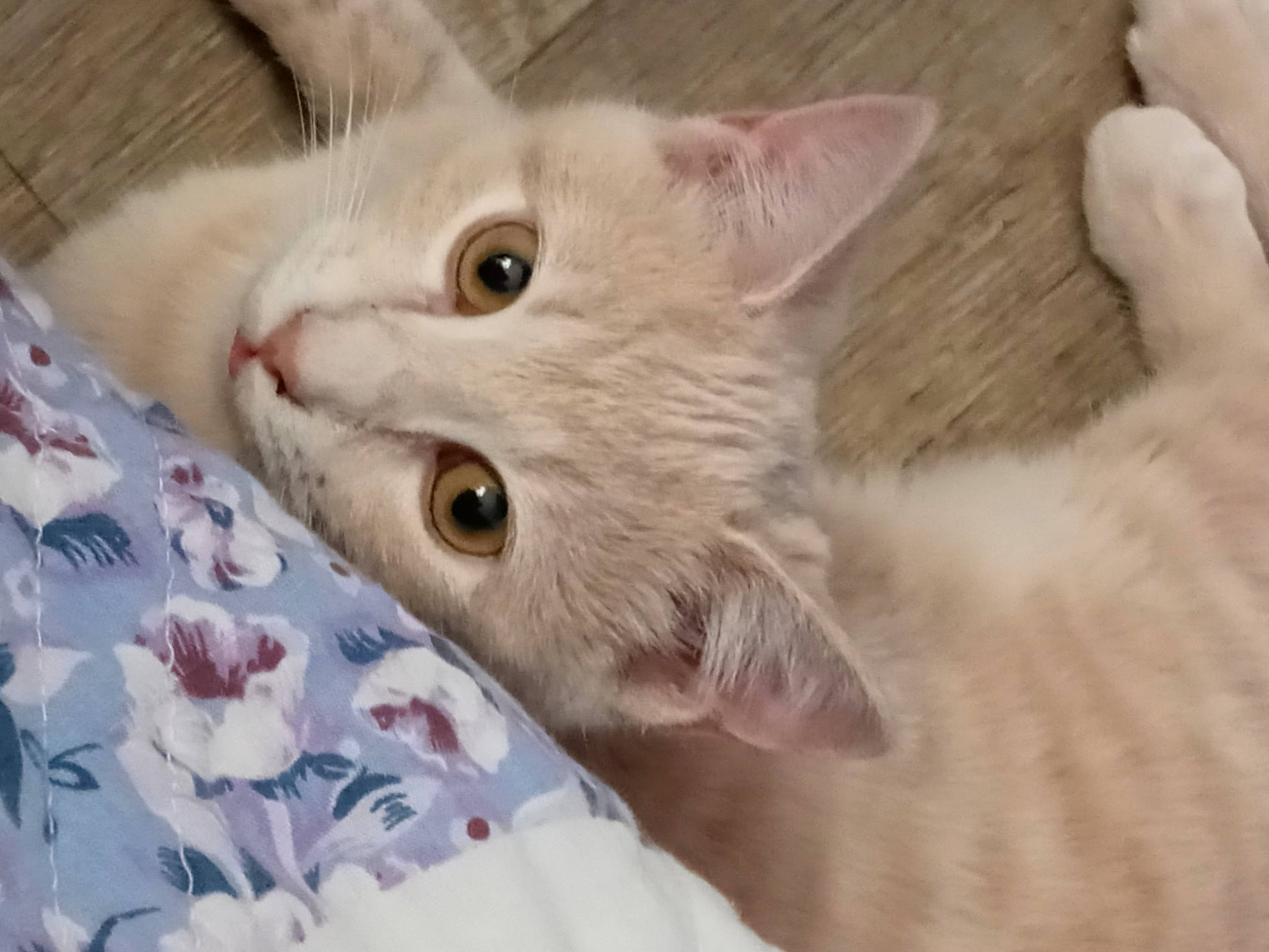 Ashley is registered to the contest to win money with this photo: carnivore, cat, claw, comfort, domestic_short_haired_cat, ear, fawn, felidae, fur, paw, small_to_medium_sized_cats, snout, whiskers