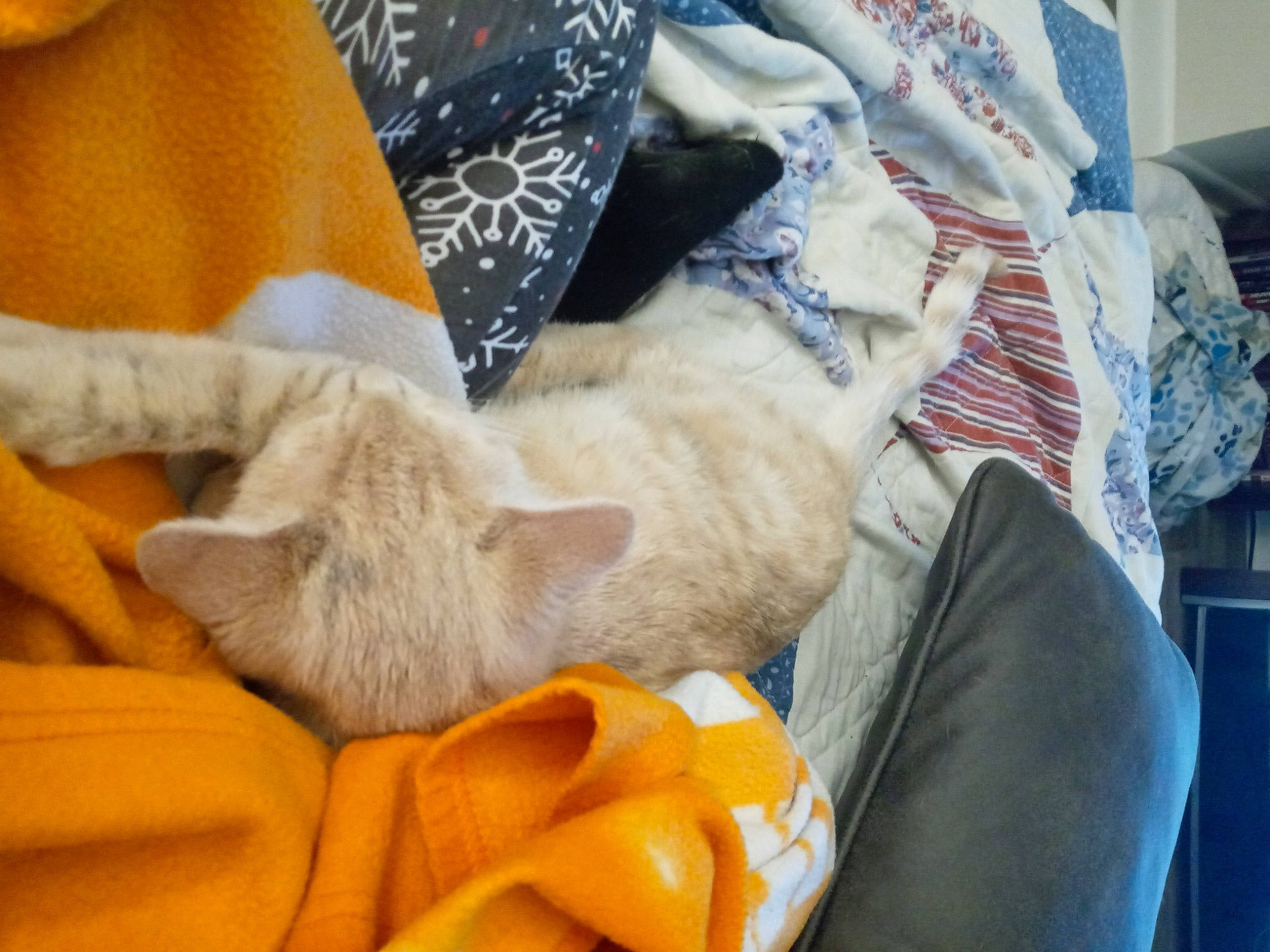 Ashley is registered to the contest to win money with this photo: bag, canidae, carnivore, cat, claw, comfort, companion_dog, domestic_short_haired_cat, fawn, felidae, fur, human_leg, linens, nap, orange, paw, room, small_to_medium_sized_cats, whiskers, working_animal