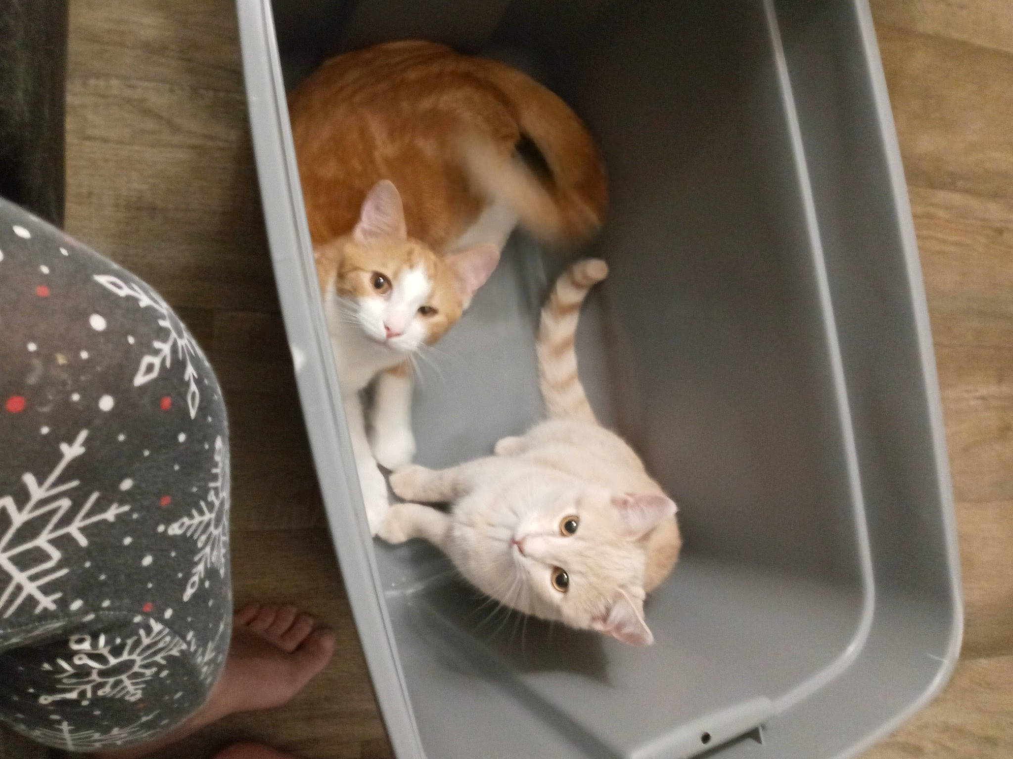 Ashley And Lexxi joined the competition — help win amazing prizes! canidae, carnivore, cat, cat_bed, cat_supply, comfort, companion_dog, domestic_short_haired_cat, fawn, felidae, fur, linens, mammal, paw, pet_supply, small_to_medium_sized_cats, snout, tail, vertebrate, whiskers