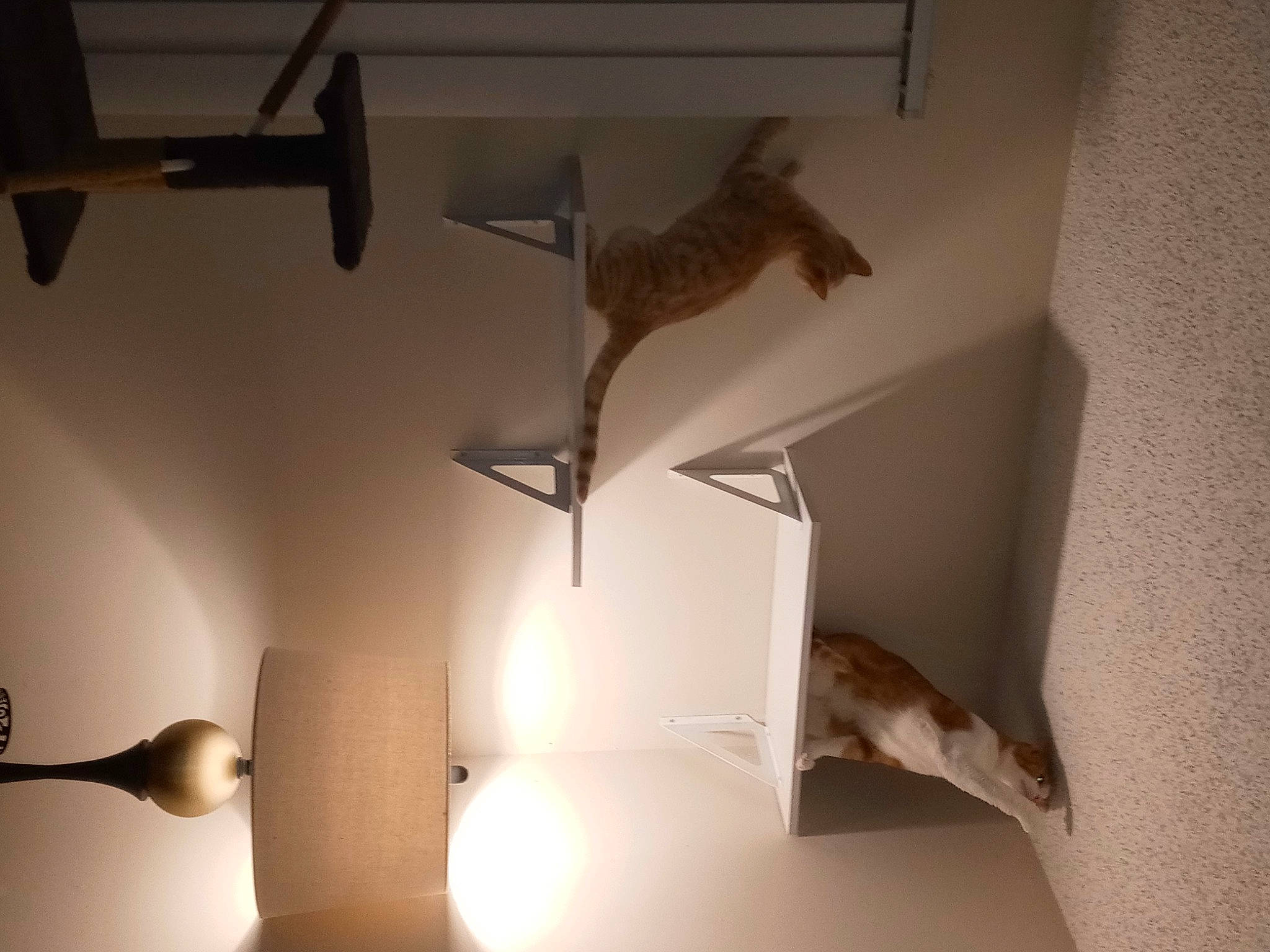 Ashley And Lexxi is registered to the contest to win money with this photo: building, comfort, fawn, felidae, floor, flooring, grey, hardwood, house, interior_design, lamp, light, mammal, shade, stairs, tail, textile, tints_and_shades, wall, wood