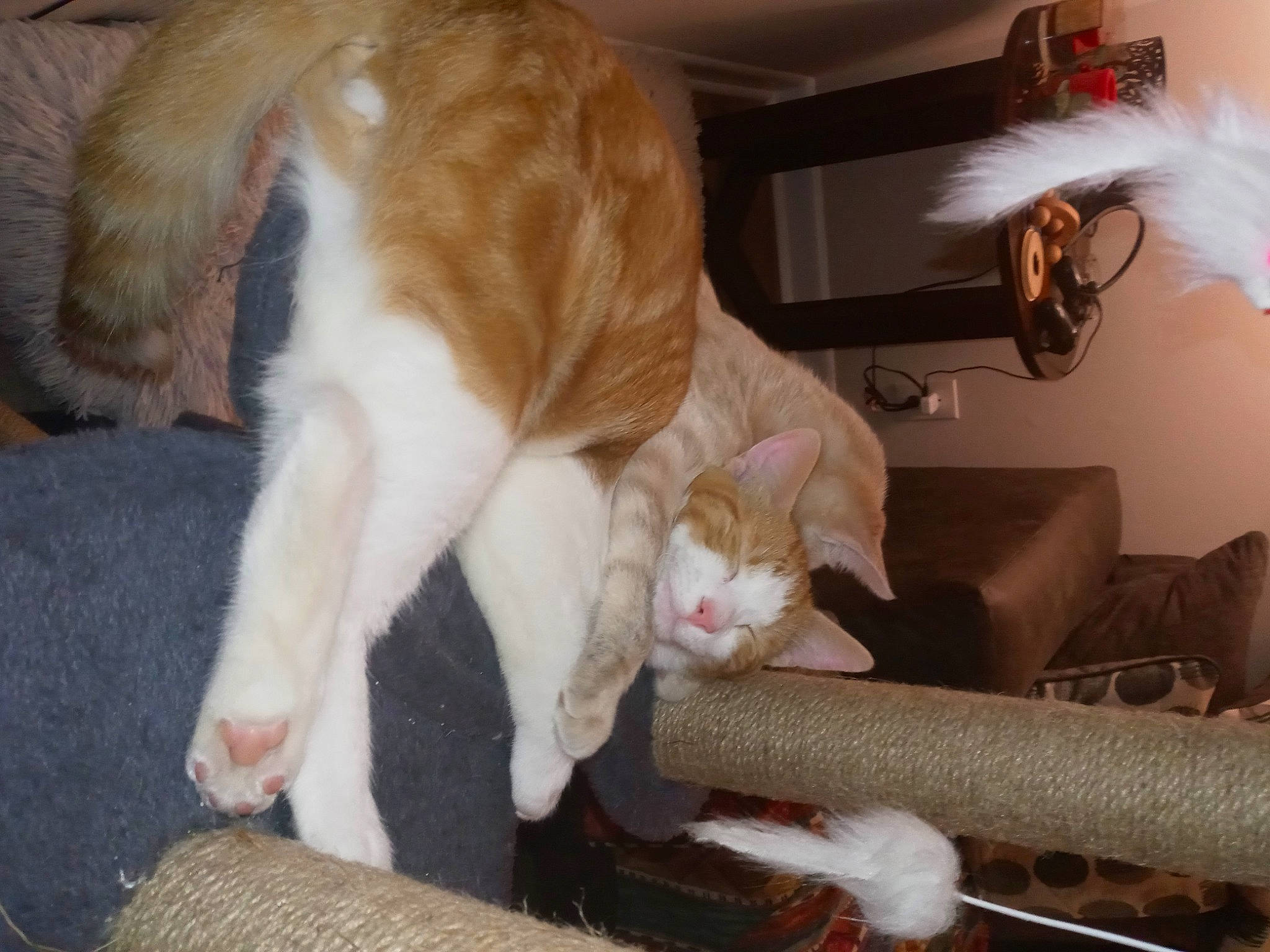 Ashley And Lexxi joined the competition — help win amazing prizes! canidae, carnivore, cat, claw, comfort, companion_dog, domestic_short_haired_cat, fawn, felidae, fur, lap, mammal, paw, picture_frame, room, small_to_medium_sized_cats, tail, vertebrate, whiskers, wood