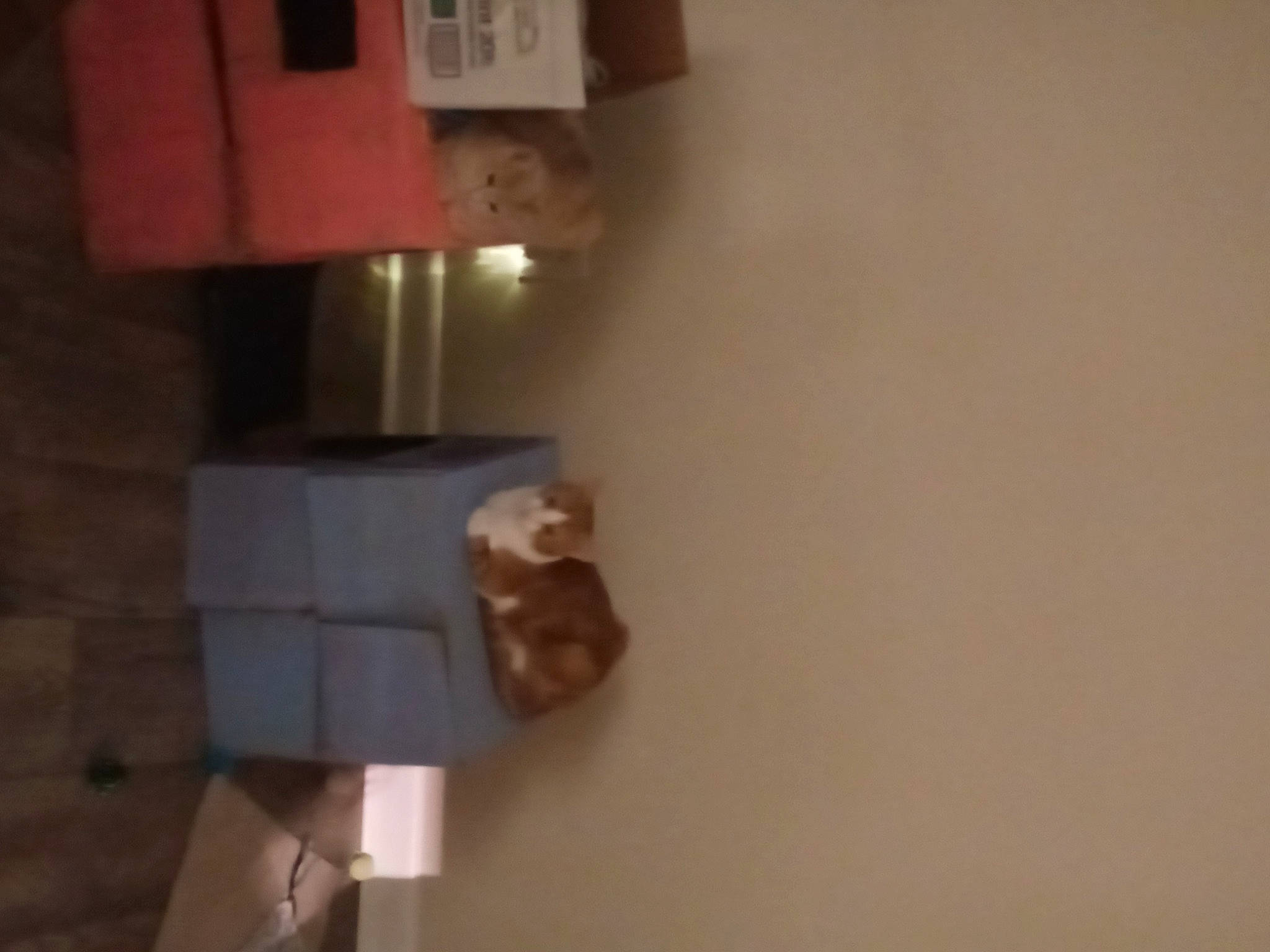 Ashley And Lexxi joined the competition — help win amazing prizes! art, building, cardboard, creative_arts, flooring, hardwood, house, paper, paper_product, paper_towel_holder, plaster, plywood, room, tissue_paper, toilet_roll_holder, wood, wood_stain