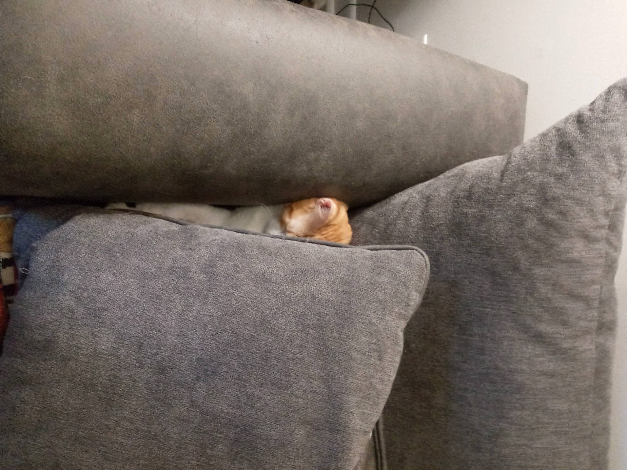 Lexxi joined the competition — help win amazing prizes! brown, carnivore, comfort, couch, fawn, felidae, flooring, fur, grey, hardwood, human_leg, linens, rectangle, room, sleeper_chair, small_to_medium_sized_cats, sporting_group, tail, whiskers, wood