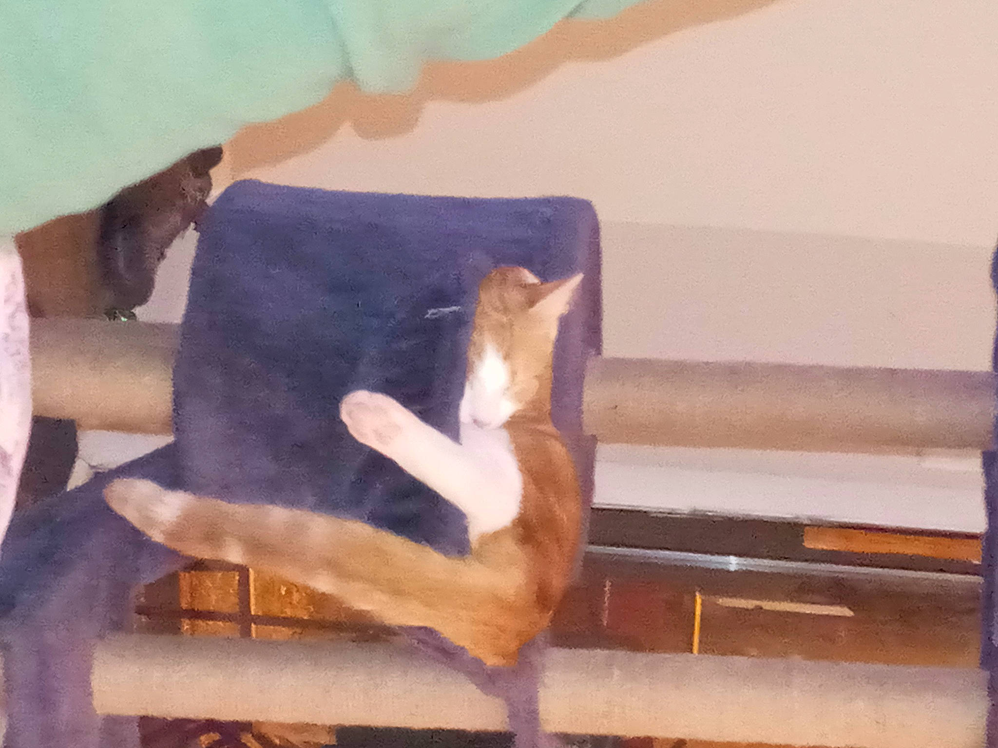 Lexxi is registered to the contest to win money with this photo: carnivore, comfort, companion_dog, dog_breed, fawn, felidae, flooring, foot, fur, hardwood, human_leg, knee, linens, room, small_to_medium_sized_cats, tail, thigh, tints_and_shades, window, wood