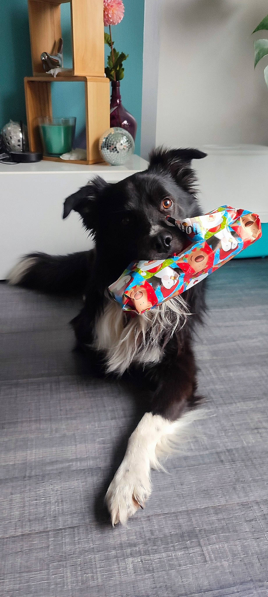 Jump a rejoint le concours — aidez-le/la à gagner de superbes lots ! carnivore, collar, companion_dog, dog, dog_breed, dog_collar, dog_supply, ear, felidae, flooring, fur, herding_dog, party_hat, pet_supply, snout, sporting_group, tail, toy_dog, whiskers, working_animal