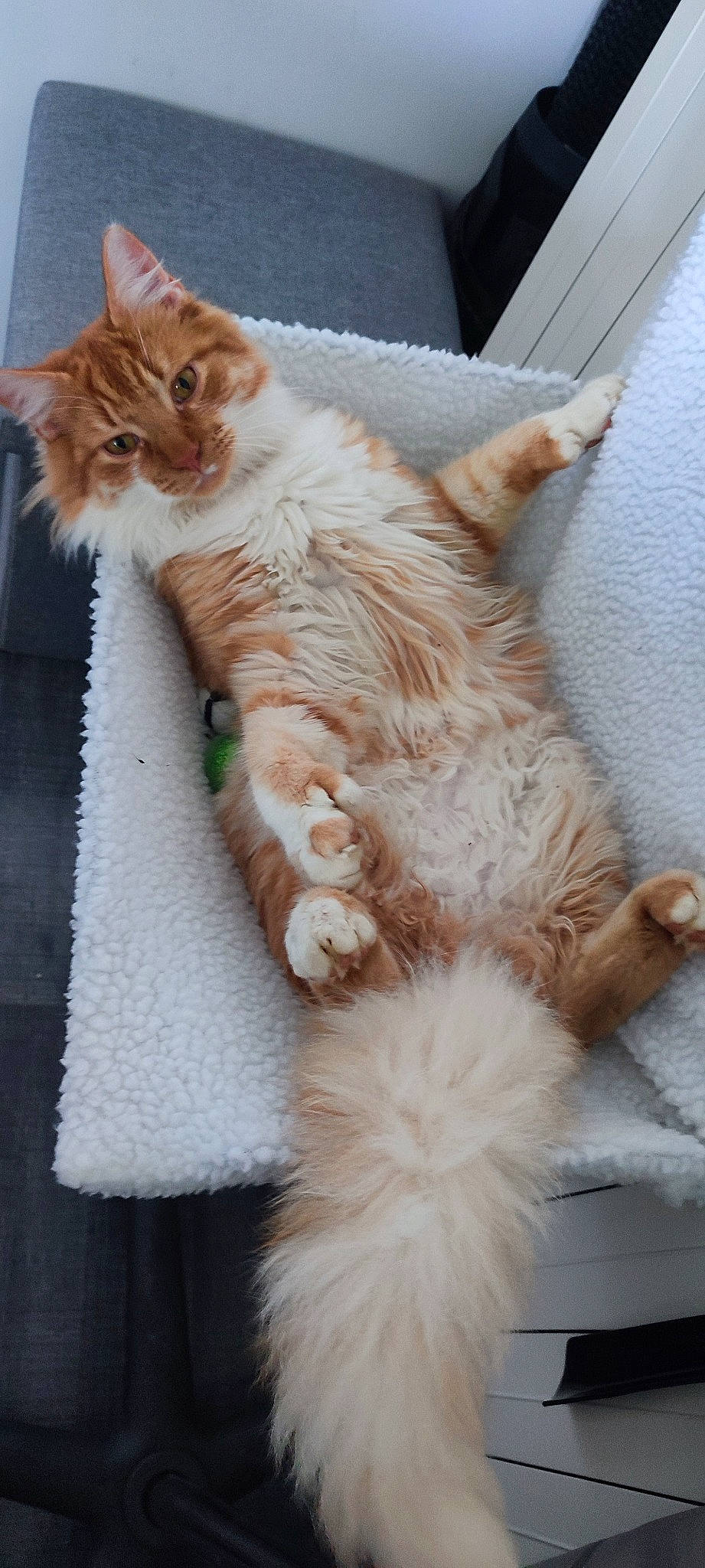 Écureuil participe au concours pour gagner de l'argent avec cette photo : carnivore, cat, claw, comfort, domestic_short_haired_cat, fawn, felidae, fur, knitting, paw, small_to_medium_sized_cats, snout, tail, whiskers, white, window, wood, wool