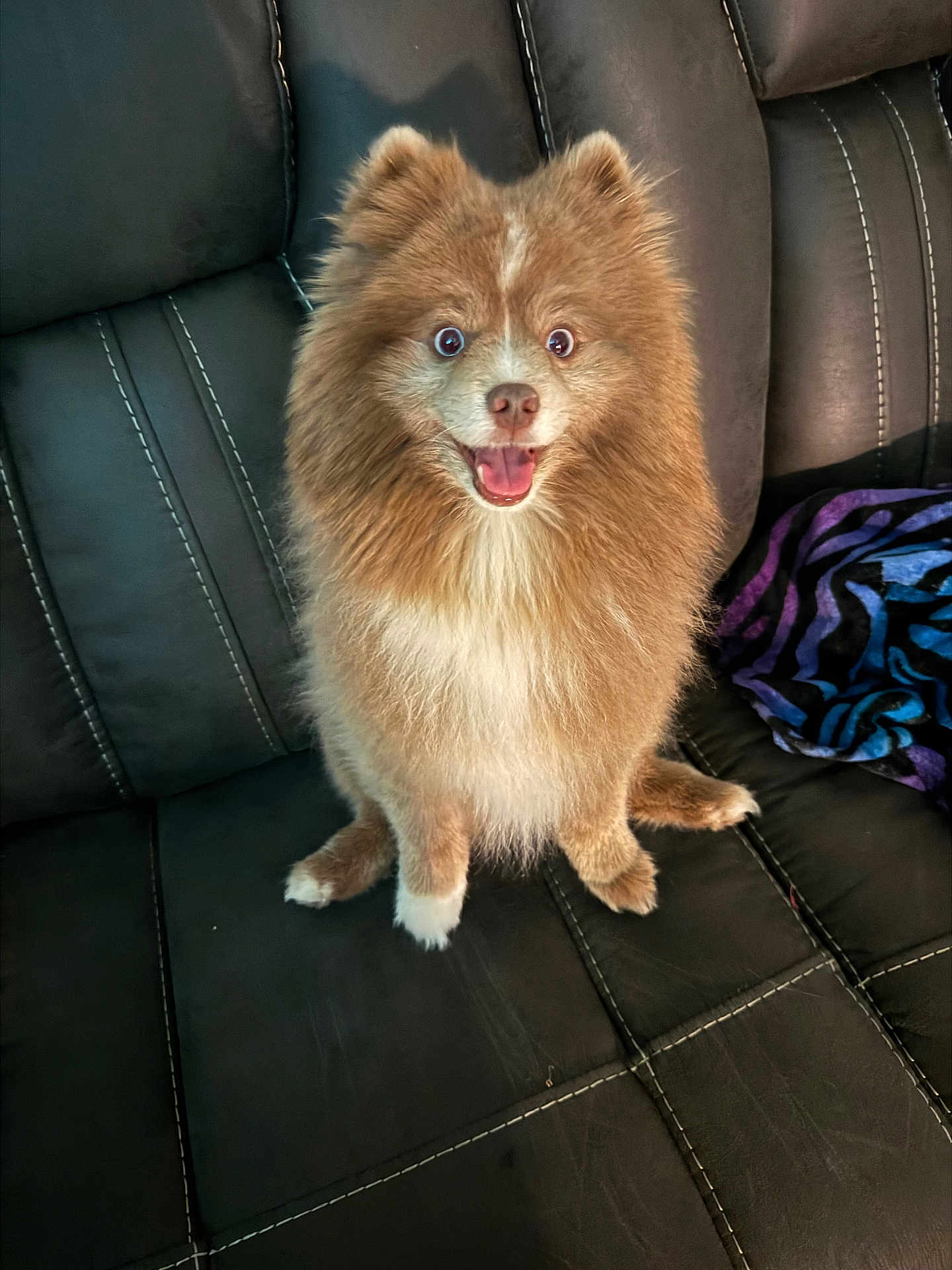 Ripley joined the competition — help win amazing prizes! dog, pomeranian, fluffy, happy, pet, animal, sitting, couch, indoor, fur, cute, smiling, tongue_out, small_dog, companion, domestic_animal, leather, black_couch, playful, friendly