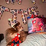 Ripley joined the competition — help win amazing prizes! dog, party_hat, plush_toy, spiderman, balloons, birthday, gift_bag, candle, blanket, celebration, indoor, pet, costume, decorations, fur, soft_toy, cute, resting, colorful, cozy