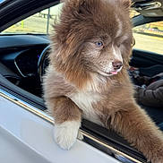 Ripley joined the competition — help win amazing prizes! dog, fluffy, blue_eyes, car, window, pet, animal, cute, tongue_out, brown_fur, white_fur, domestic_animal, transportation, side_view, outdoor, mammal, friendly, furry, companion, leisure