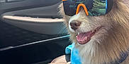 Ripley joined the competition — help win amazing prizes! dog, sunglasses, car_interior, seat, blanket, happy, fluffy, pet, animal, sunlight, reflection, orange, blue, smiling, fur, window, sky, clouds, person_reflection, accessory