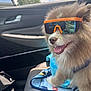 dog, sunglasses, car_interior, seat, blanket, happy, fluffy, pet, animal, sunlight, reflection, orange, blue, smiling, fur, window, sky, clouds, person_reflection, accessory