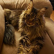 Mocha joined the competition — help win amazing prizes! cat, tabby, fluffy, feline, pet, indoor, couch, furniture, relaxed, lounging, ears, whiskers, fur, animal, mammal, home, cozy, brown, beige, portrait