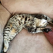 Cinnamon joined the competition — help win amazing prizes! cat, tabby_cat, feline, pet, animal, couch, furniture, relaxing, sleeping, indoor, striped, fur, paw, whiskers, cozy, resting, living_room, cute, domestic_animal, nap