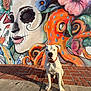 dog, white_dog, red_collar, mural, street_art, day_of_the_dead, octopus, flowers, brick_sidewalk, concrete_sidewalk, outdoor, colorful, artistic, painted_wall, animal, pet, portrait, sunlight, urban, leash