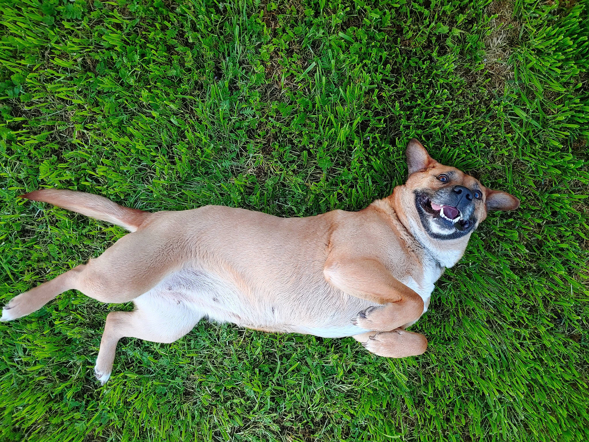 Heaven joined the competition — help win amazing prizes! canidae, carnivore, chihuahua, collar, companion_dog, dog, dog_breed, dog_supply, fawn, grass, plant, snout, sporting_group, tail, terrestrial_animal, toy_dog, watch, whiskers, wildlife, working_animal