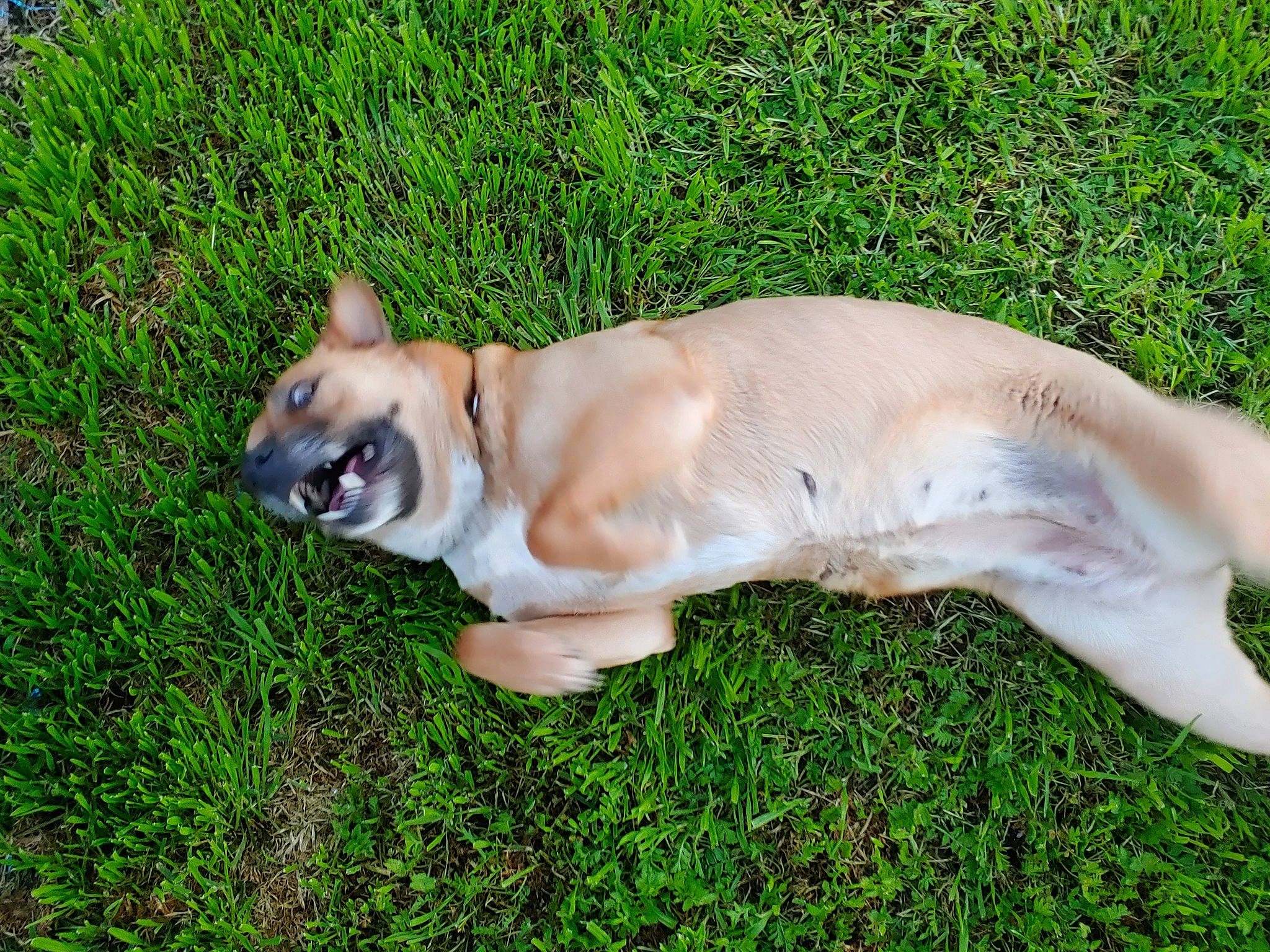 Heaven is registered to the contest to win money with this photo: canidae, carnivore, collar, companion_dog, dog, dog_breed, dog_collar, dog_supply, fawn, grass, paw, plant, snout, sporting_group, tail, terrestrial_animal, toy_dog, whiskers, working_animal, wrinkle