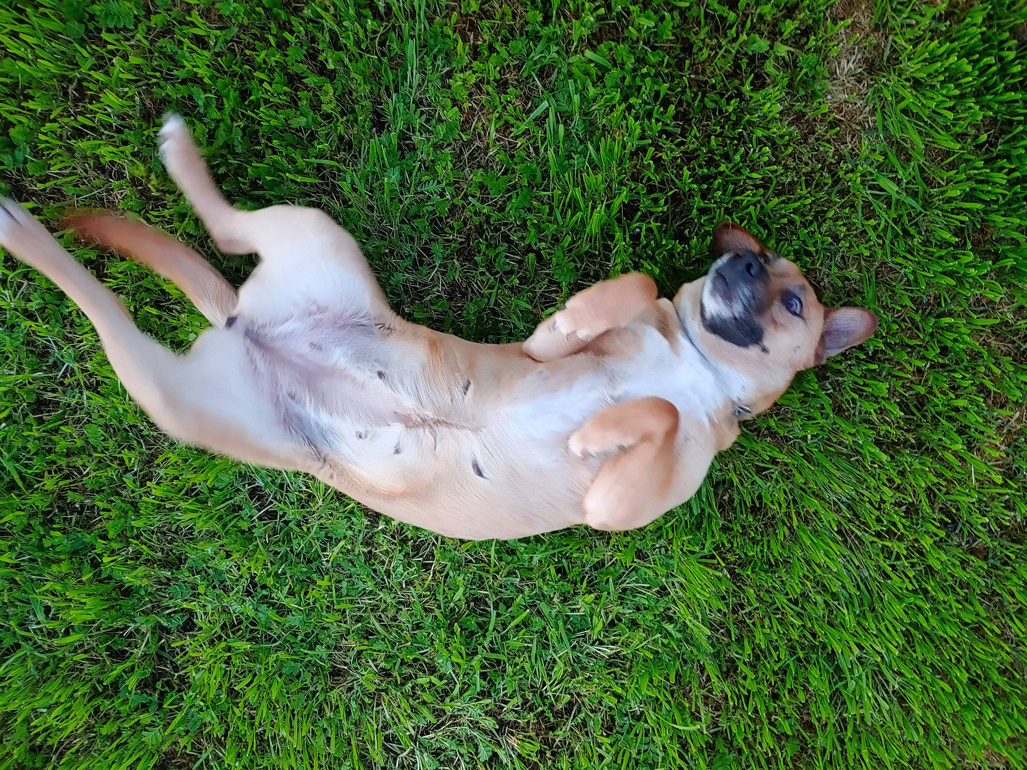 Heaven joined the competition — help win amazing prizes! art, canidae, carnivore, chest, companion_dog, dog, dog_breed, fawn, foot, grass, herbaceous_plant, human_leg, paw, plant, sculpture, snout, sporting_group, tail, terrestrial_animal, trunk