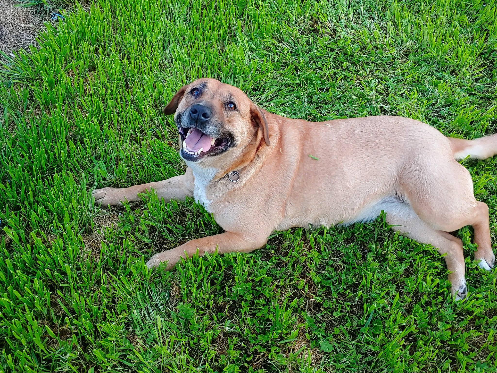 Heaven joined the competition — help win amazing prizes! canidae, carnivore, collar, companion_dog, dog, dog_breed, fawn, grass, plant, sporting_group, tail, working_animal, working_dog