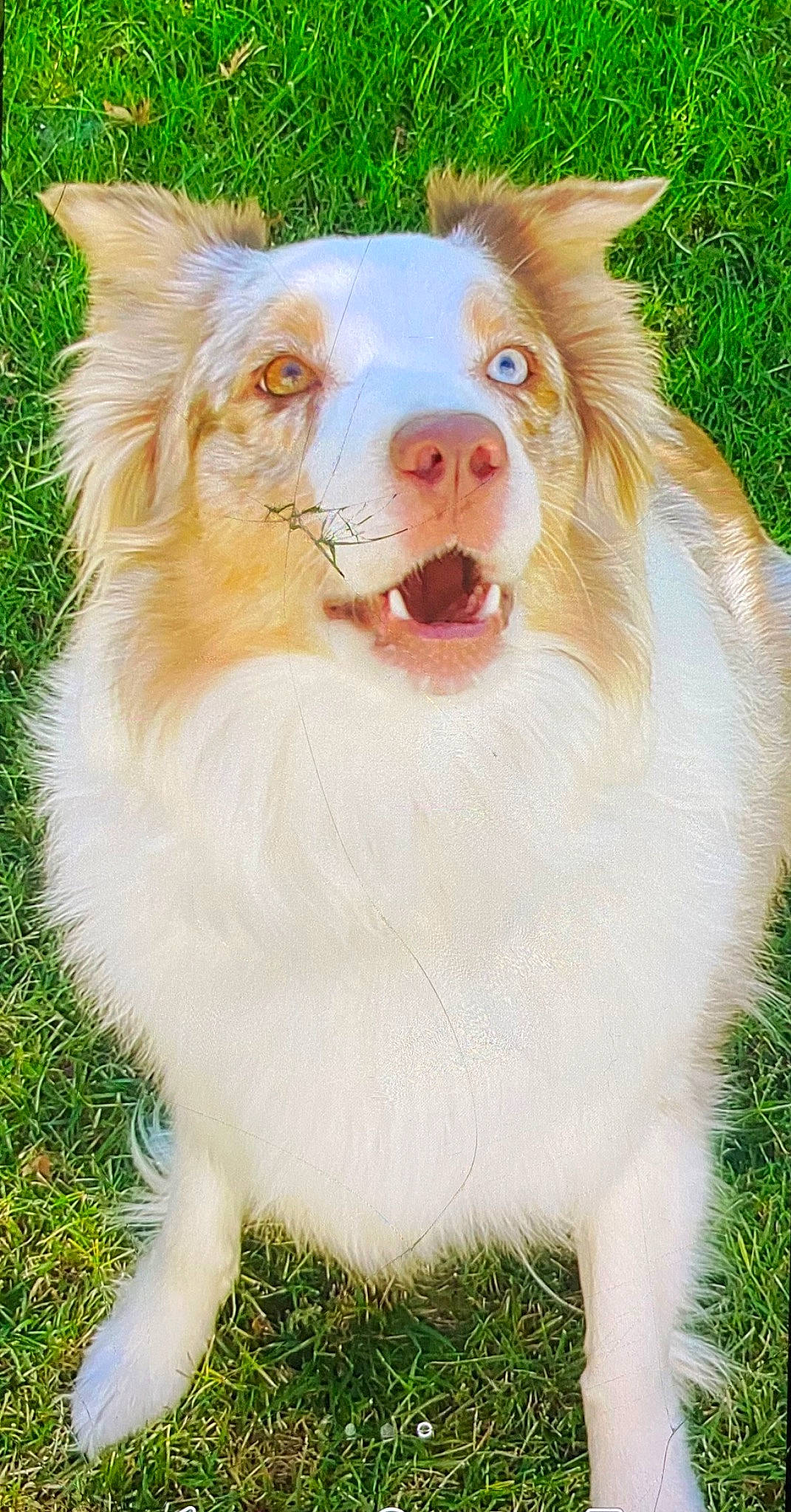 Callie is registered to the contest to win money with this photo: carnivore, companion_dog, dog_breed, fang, fawn, felidae, fur, grass, happy, jaw, liver, plant, shout, snout, sporting_group, terrestrial_animal, whiskers, wildlife, working_animal, yawn