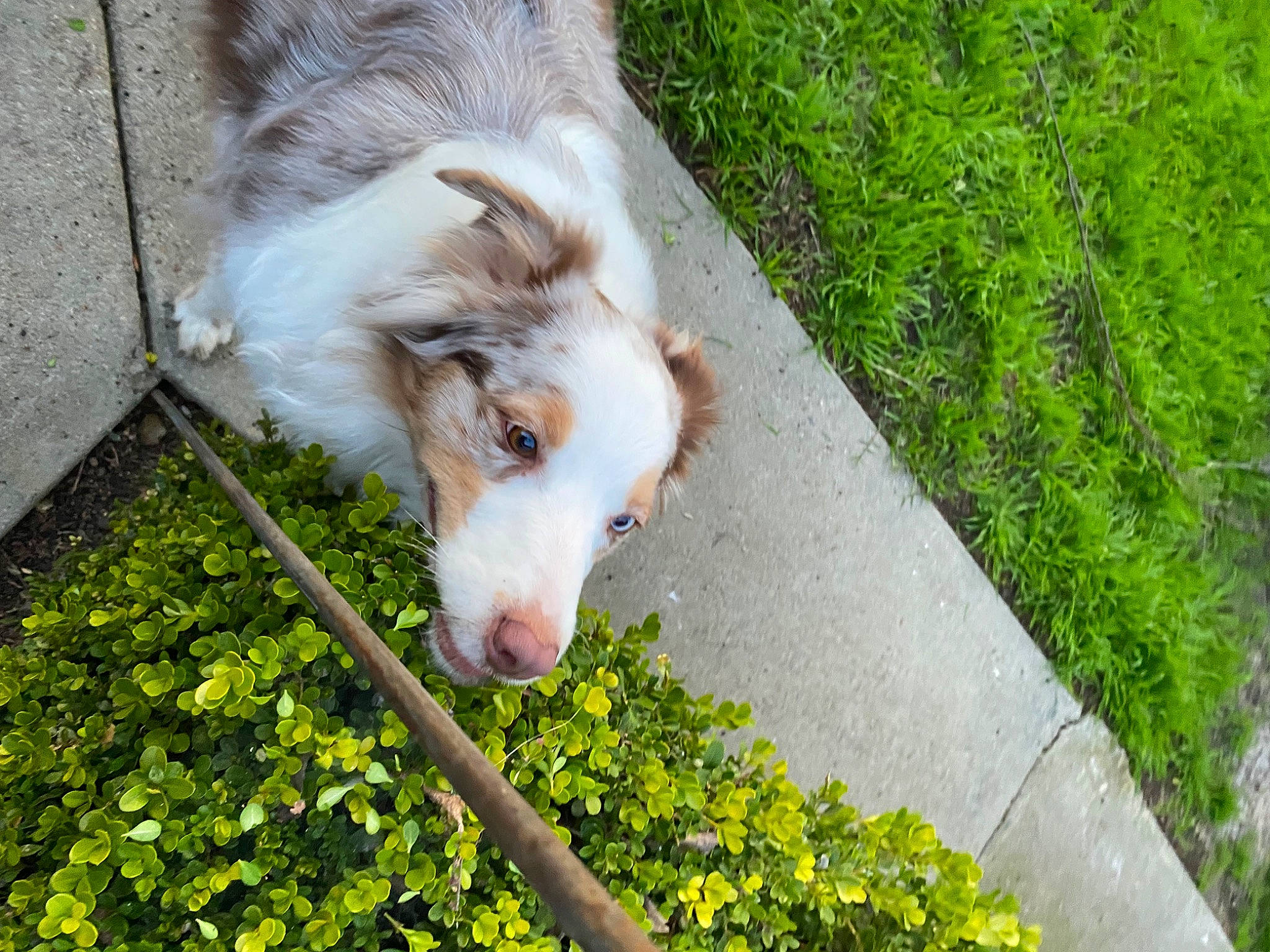 Callie is registered to the contest to win money with this photo: ball, canidae, carnivore, companion_dog, dog, dog_breed, fur, grass, groundcover, herding_dog, plant, sidewalk, snout, sporting_group, tail, terrestrial_animal, whiskers, wildlife, working_animal, working_dog