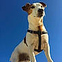 dog, animal, pet, outdoor, sky, blue_sky, standing, harness, brown_and_white, alert, canine, sunlight, daytime, looking_away, fur, mammal, close_up, alert_ears, portrait, nature