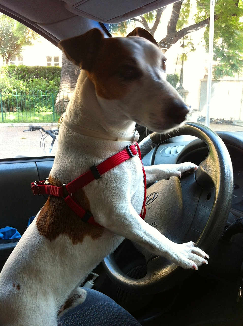 Cooky participe au concours pour gagner de l'argent avec cette photo : dog, pet, steering_wheel, car_interior, red_harness, seat, window, outdoor, trees, bicycle, sunlight, animal, vehicle, driver_seat, canine, parked_bicycle, daytime, funny, playful, curious