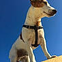 Cooky participe au concours pour gagner de l'argent avec cette photo : dog, canine, pet, outdoor, sky, blue_sky, harness, standing, animal, brown_and_white, alert, sunny, daytime, close_up, portrait, looking_away, yellow_ledge, fur, ears, snout