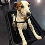 Cooky a rejoint le concours — aidez-le/la à gagner de superbes lots ! dog, jack_russell_terrier, pet, shopping_basket, black_basket, indoor, floor, paws, curious, leash, harness, white_dog, brown_spots, shoes, legs, people, standing, close_up, animal, canine