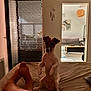 Vénus a rejoint le concours — aidez-le/la à gagner de superbes lots ! dog, bed, person, legs, indoor, living_room, furniture, painting, zebra, door, window, curtains, floor, table, lamp, light, shadow, resting, pet, cozy