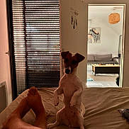 Vénus participe au concours pour gagner de l'argent avec cette photo : dog, bed, person, legs, indoor, living_room, furniture, painting, zebra, door, window, curtains, floor, table, lamp, light, shadow, resting, pet, cozy