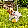 dog, jack_russell_terrier, grass, tennis_ball, pet, outdoor, playful, happy, sunlight, greenery, canine, animal, nature, toy, smiling, summer, close_up, fur, leisure, collar