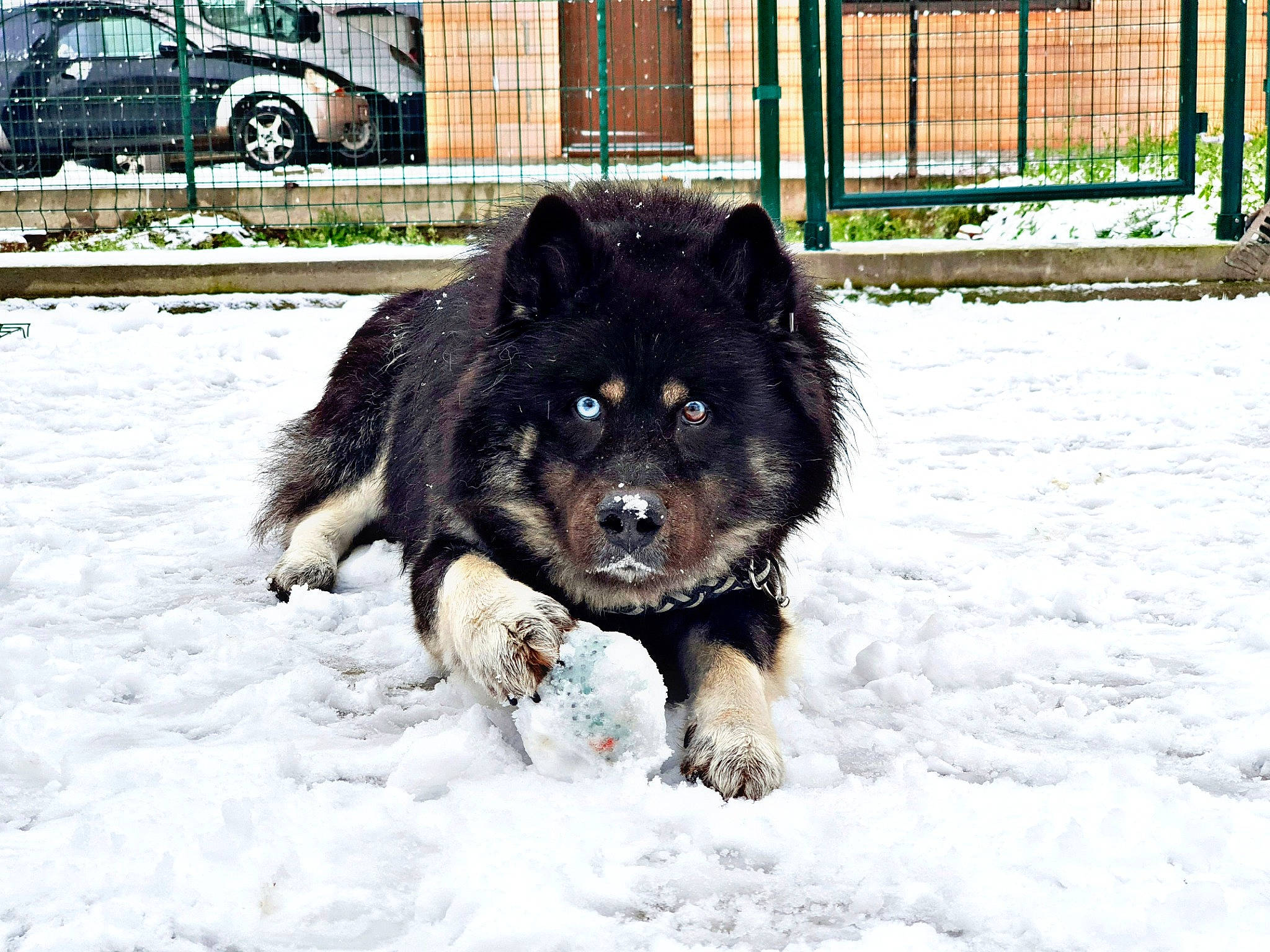 Balou participe au concours pour gagner de l'argent avec cette photo : automotive_tire, car, carnivore, companion_dog, dog, dog_breed, dog_supply, fence, freezing, fur, herding_dog, plant, snow, spitz, tire, vehicle, wheel, winter, working_animal, working_dog