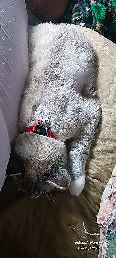 Cringer joined the competition — help win amazing prizes! carnivore, cat, claw, collar, comfort, dog_breed, fawn, felidae, fur, grey, paw, russian_blue, small_to_medium_sized_cats, snout, sporting_group, terrestrial_animal, whiskers, wildlife, working_animal, wrinkle