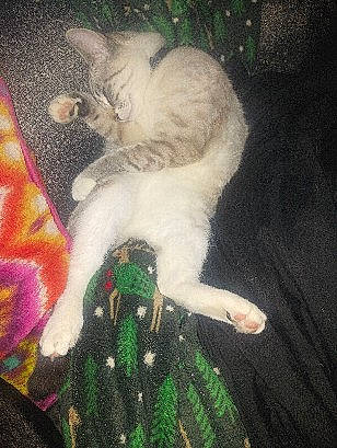 Cringer is registered to the contest to win money with this photo: art, canidae, carnivore, cat, claw, companion_dog, dog_breed, domestic_short_haired_cat, fawn, felidae, fur, grass, nap, organism, paw, small_to_medium_sized_cats, tail, visual_arts, whiskers, wool