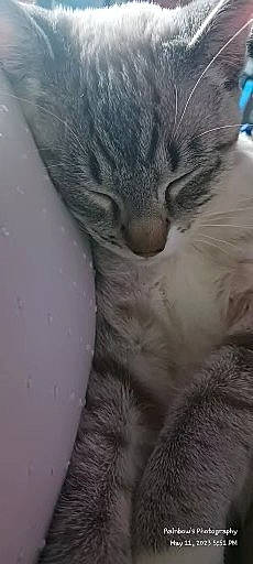 Cringer joined the competition — help win amazing prizes! carnivore, cat, claw, domestic_short_haired_cat, eye, felidae, fur, grey, nap, paw, small_to_medium_sized_cats, snout, terrestrial_animal, whiskers