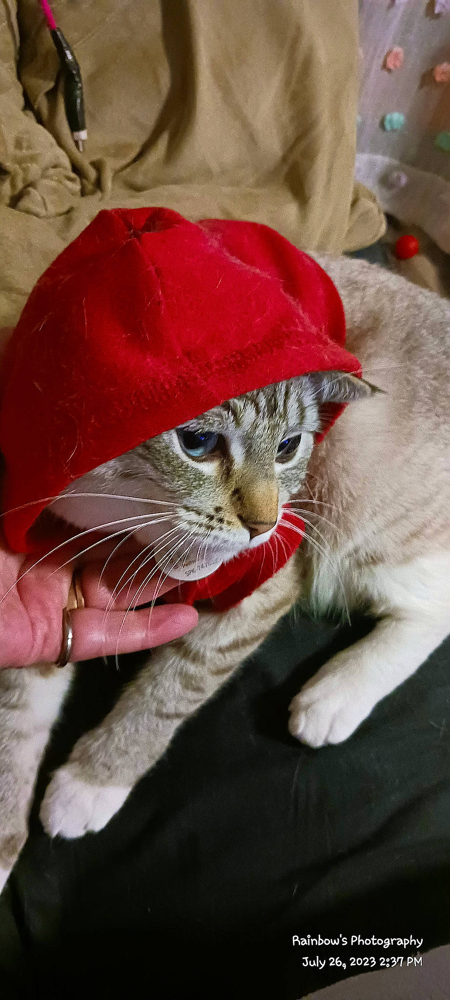 Cringer is registered to the contest to win money with this photo: carnivore, cat, cat_supply, claw, comfort, costume_hat, domestic_short_haired_cat, fang, fashion_accessory, fawn, felidae, fur, hat, linens, paw, plant, small_to_medium_sized_cats, snout, tail, whiskers