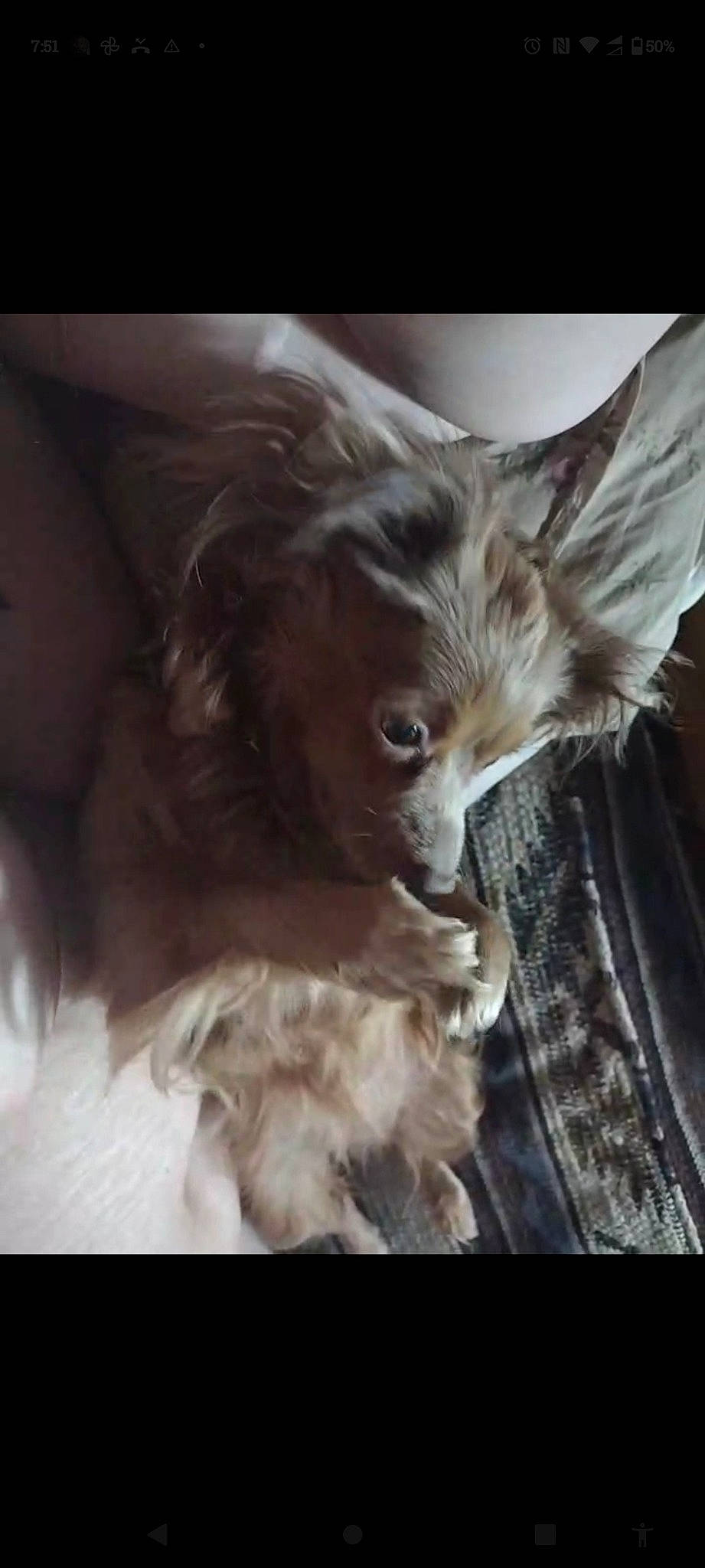 Chia Navage is registered to the contest to win money with this photo: canidae, carnivore, companion_dog, darkness, dog, dog_breed, ear, fawn, felidae, fur, liver, non_sporting_group, puppy, small_to_medium_sized_cats, snout, sporting_group, terrier, toy_dog, whiskers, working_animal